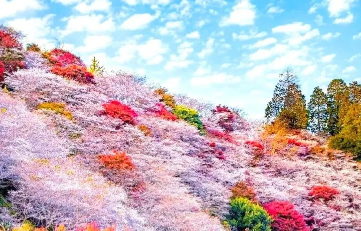 ▲「小原四季櫻節」約一萬株四季櫻綻放，與漫山遍野的紅葉相互交織。　圖：Klook／提供