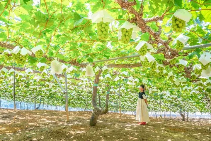 ▲到岡山體驗採葡萄樂趣。　圖：岡山市台灣推廣事務所／提供