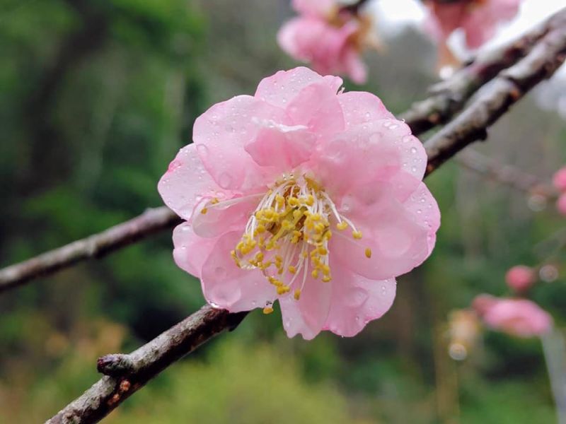 ▲除了常見的白色外，梅花其實還有相當多種顏色，如白色、粉色、紅色、紫色、淺綠色等。（圖／翻攝自鬍鬚園文物館）