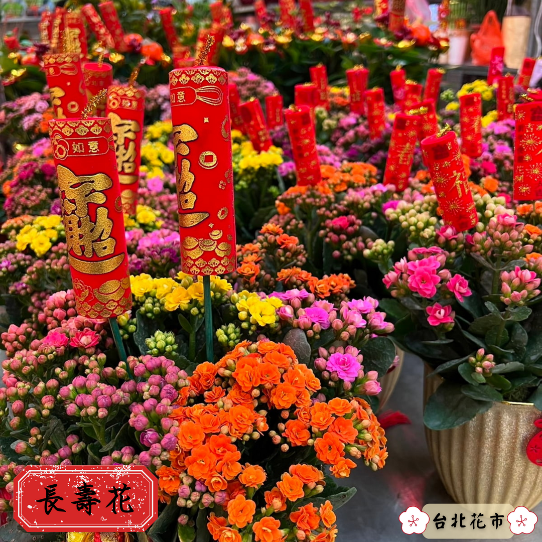 「長壽花」象徵長壽。（台北花市提供）