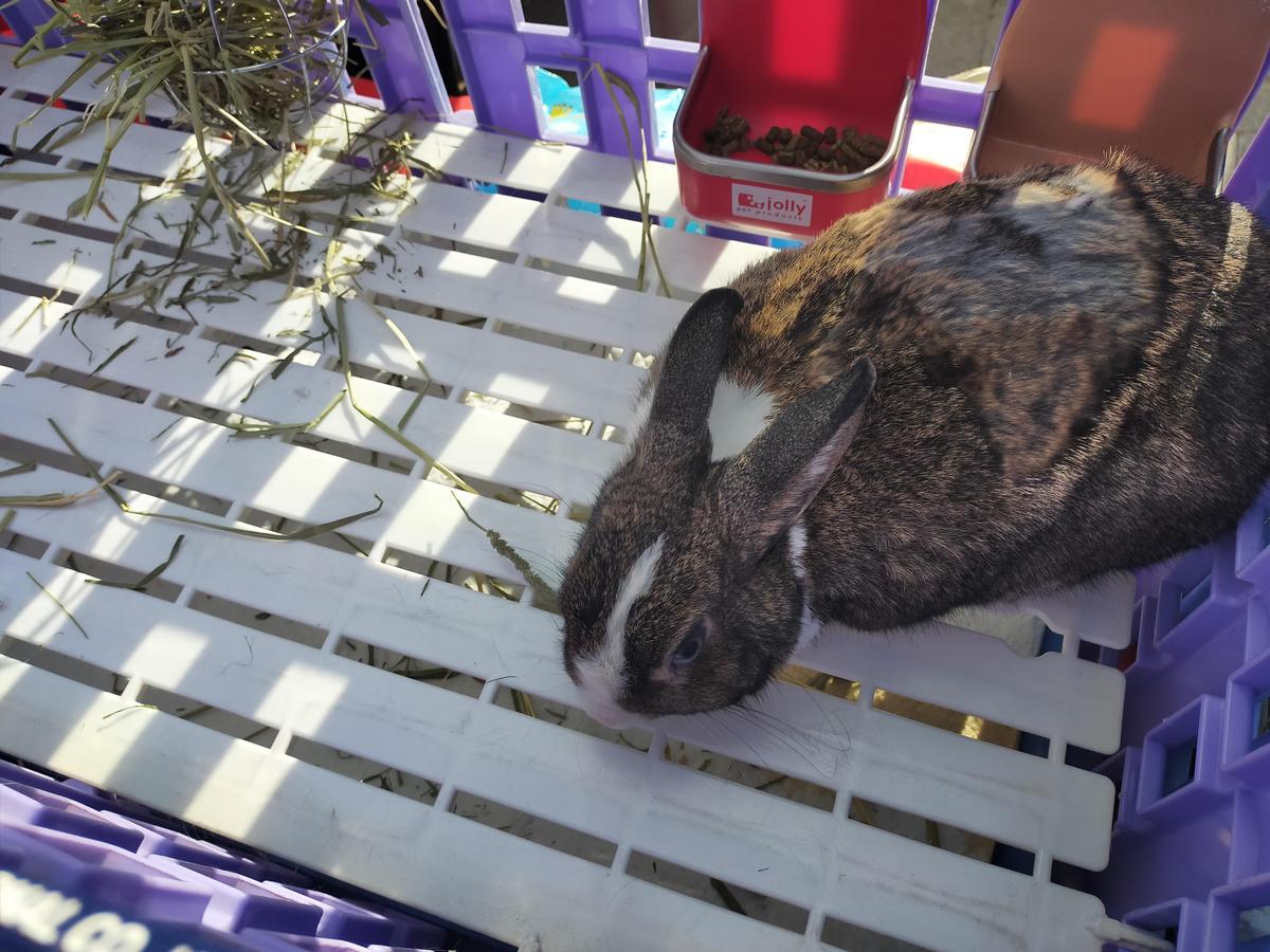 兔子飼養要提供腳踏墊，使用寬板塑膠踏板較佳，不可使用鐵條踏板，鐵條底網會造成胼胝（足底炎），嚴重者甚至須截肢。（新北動保處提供）