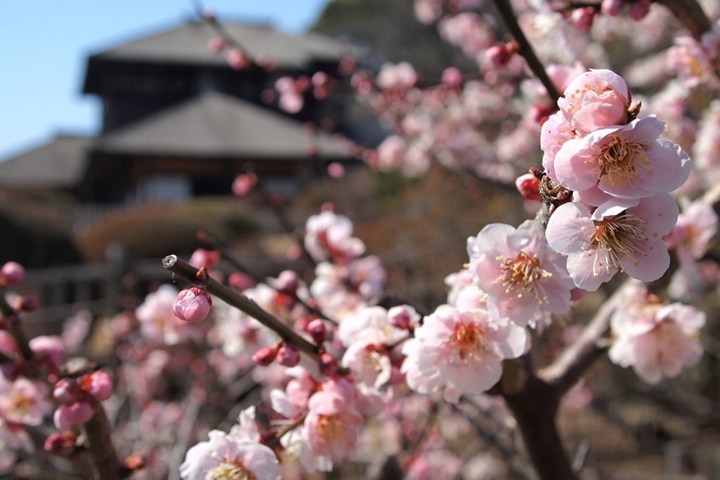 ▲梅花的別名為「好文」，偕樂園境內就有一處好文亭供遊客賞梅拍美照。　圖：茨城縣／提供