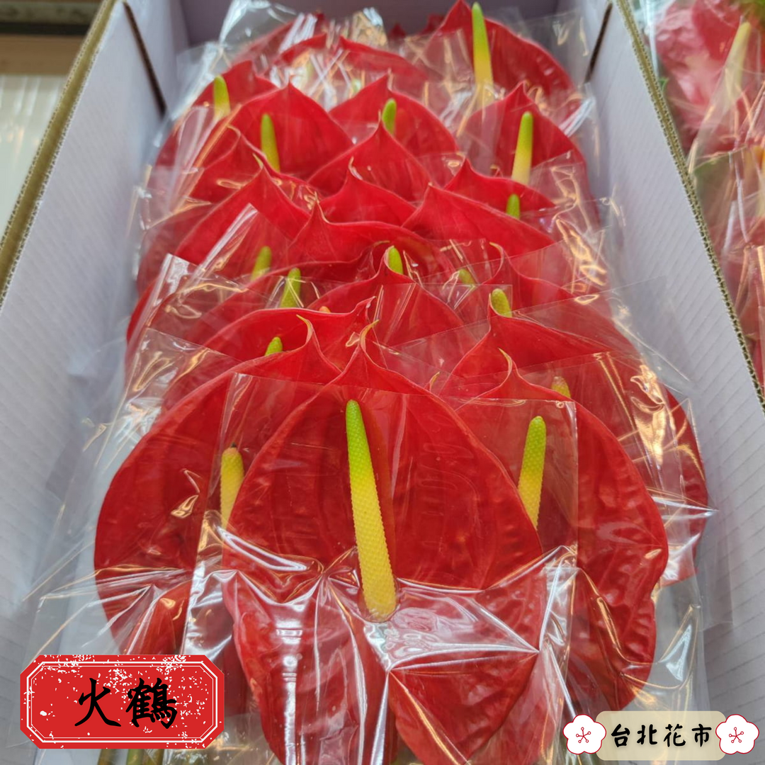 「火鶴」紅紅火火，相當喜氣。（台北花市提供）