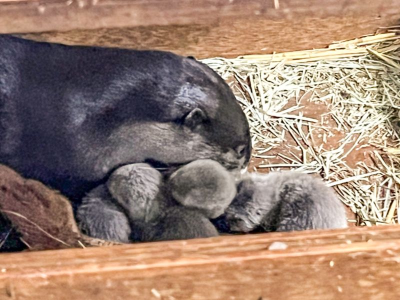 ▲史達奇是一位神隊友爸爸。（圖／臺北市立動物園授權提供，林立婷攝）