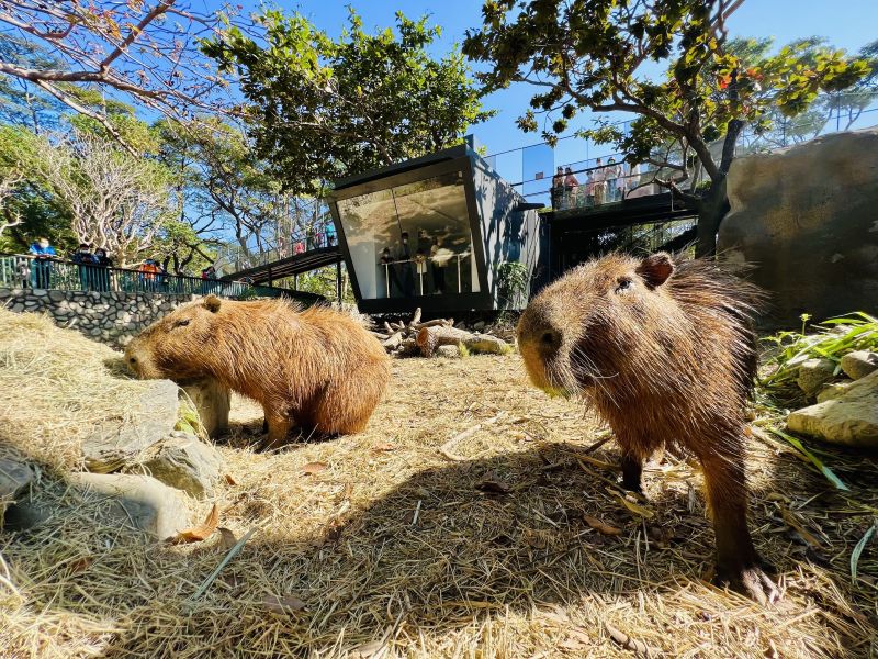 ▲壽山動物園不只硬體設備獲得更新，園內的動物陣容也添了新軍，像是人氣爆棚的水豚君、迷你驢等。（圖／高雄市觀光局提供）