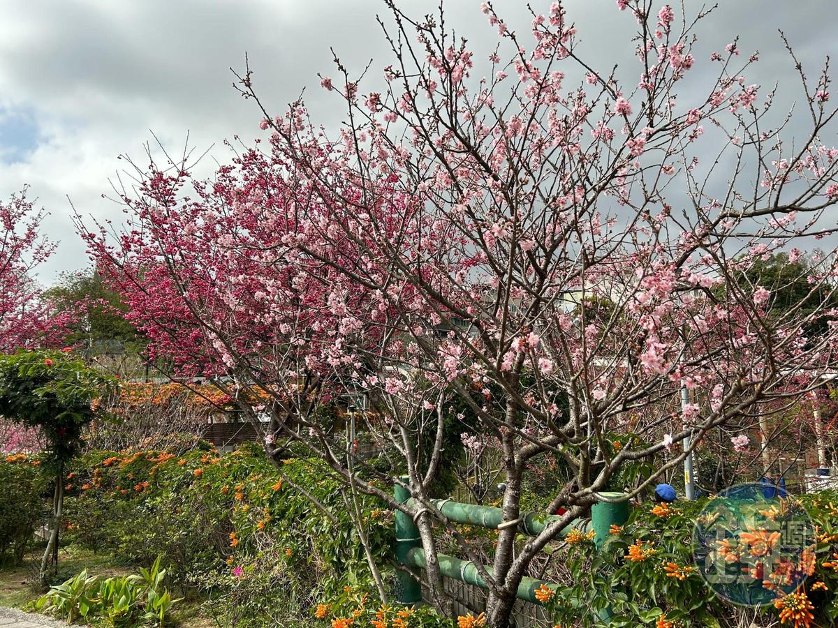 鶯歌區的永吉公園在當地里長及志工的用心維護下，一年四季都美不勝收。