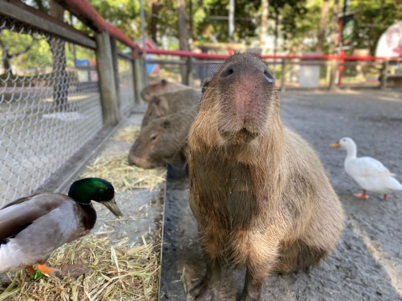 ▲頑皮世界野生動物園主打半開放式園區，讓民眾輕鬆與孔雀、水豚零距離互動。（圖／翻攝自頑皮世界野生動物園臉書）