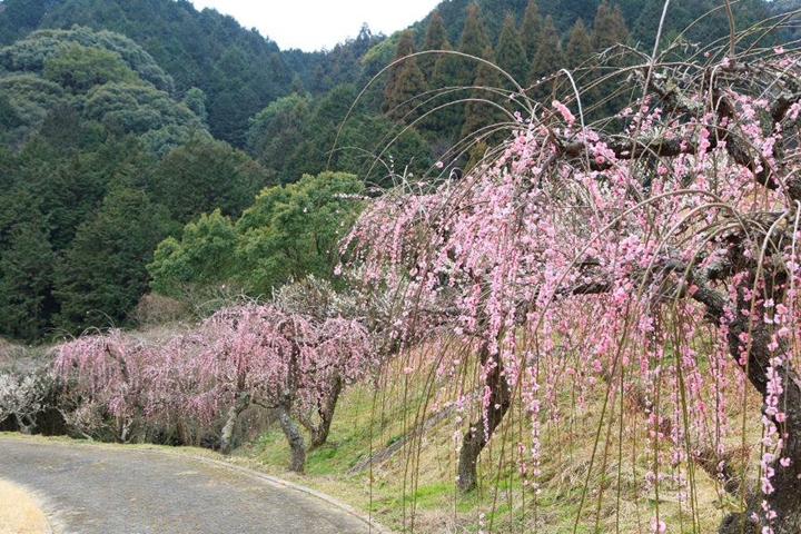 ▲MIYUKI公園梅林。　圖：佐賀縣／提供