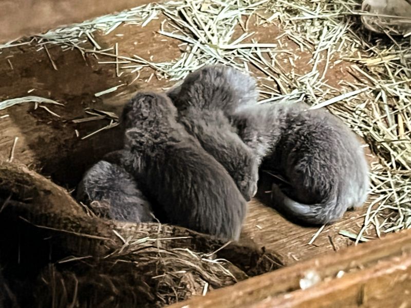 ▲睽違了四年，臺北市立動物園的小爪水獺家族再次迎來四胞胎。（圖／臺北市立動物園授權提供，林立婷攝）