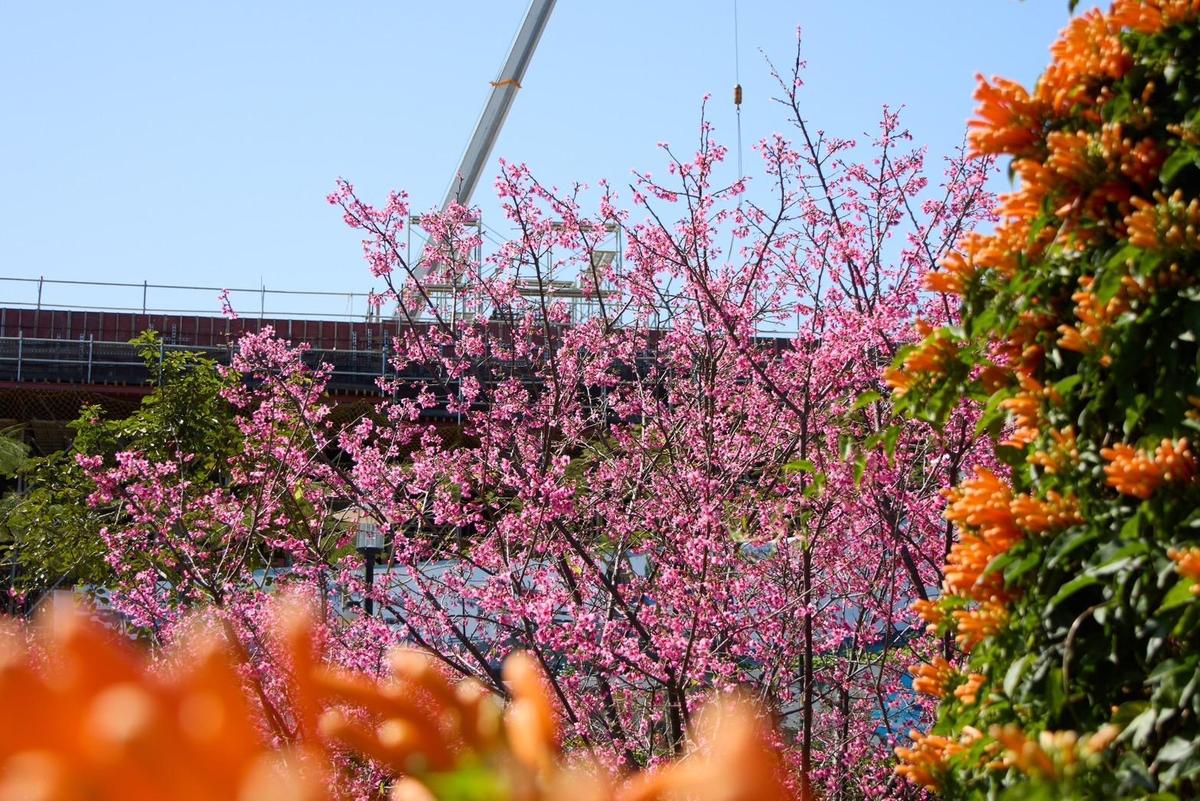 公園內櫻花以及炮仗花已繽紛盛開。（新北市景觀處提供）