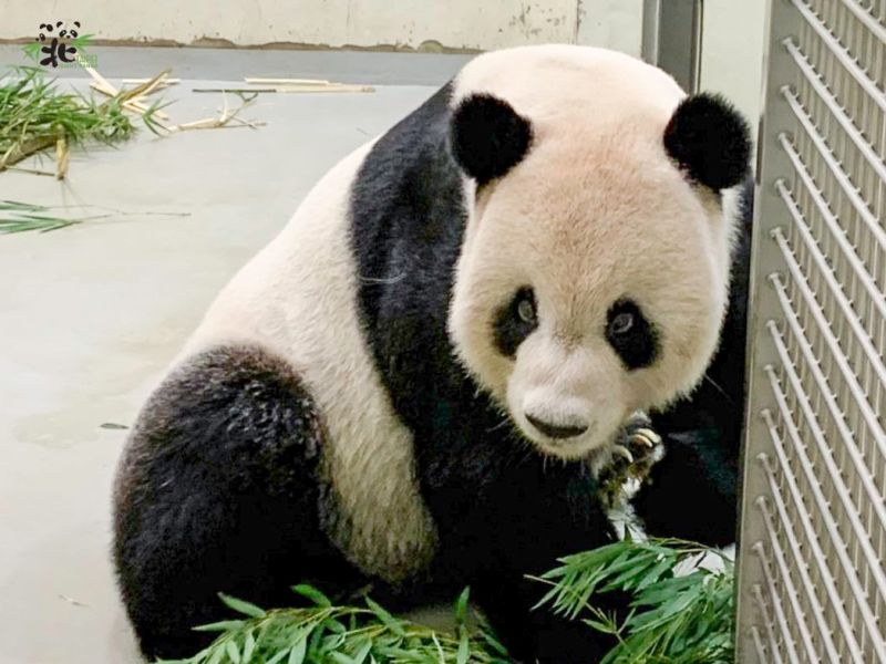 ▲大貓熊團團去年底不幸病逝，留下圓圓及一雙女兒還在園區內陪伴遊客。（圖／台北市立動物園）