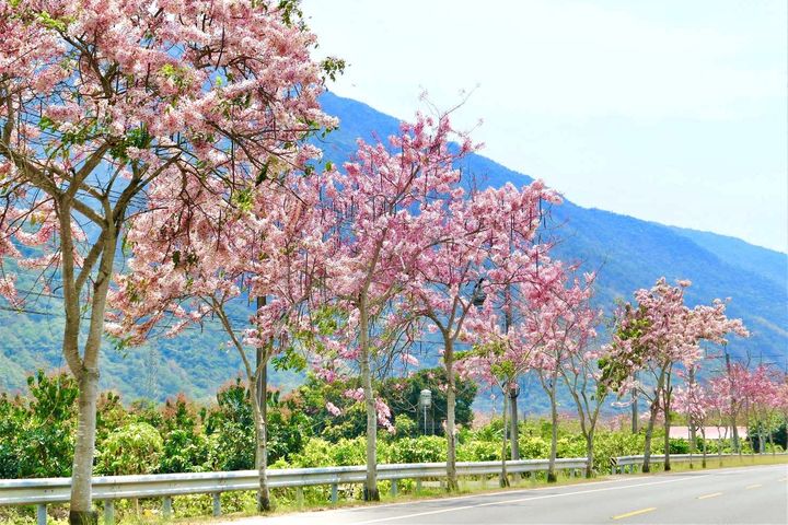 ▲六龜粉紅花旗木盛開美景。　圖：茂林國家風景區管理處／提供