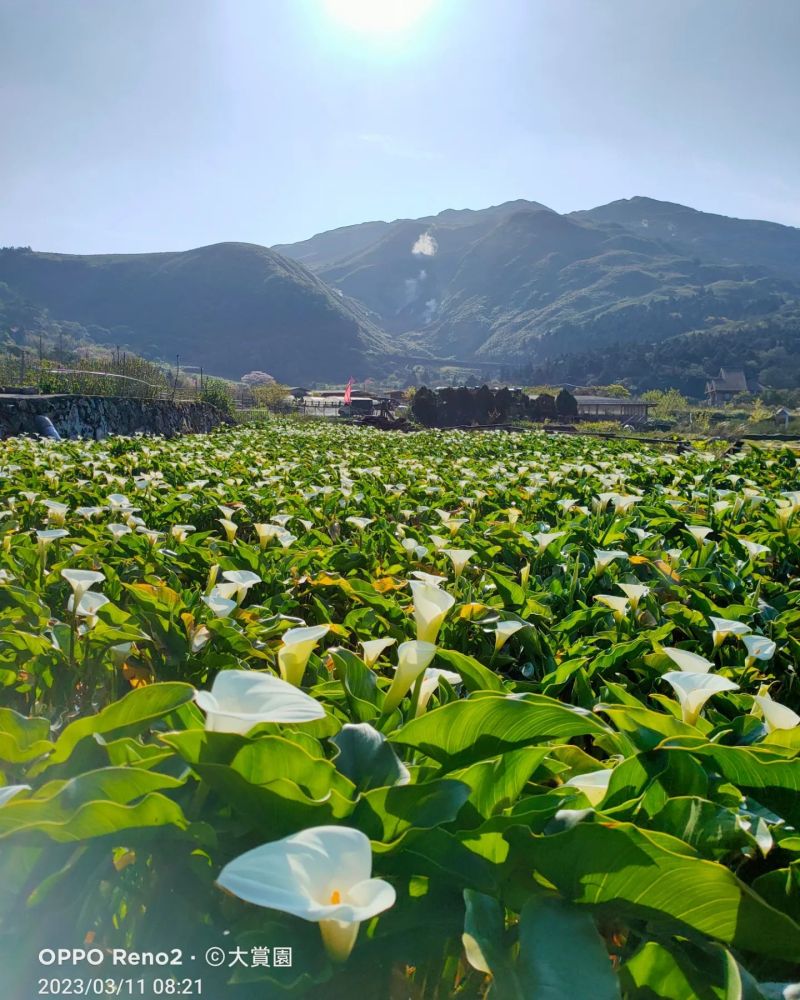 ▲今年陽明山海芋重頭戲「竹子湖」花季將在白色情人節（3/14）當天開跑。（圖／翻攝自大賞園繡球花（海芋）臉書）