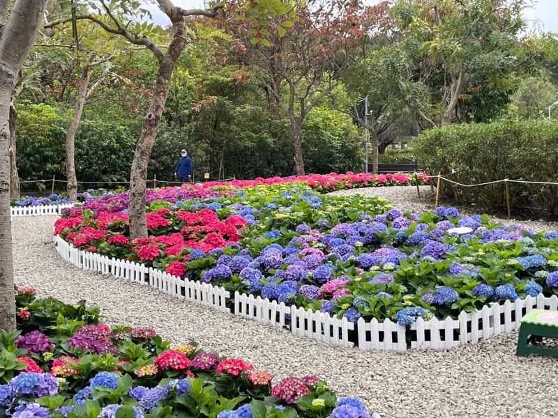 ▲大安森林公園除了有牡鵑花季，還有繡球花大量盛開，搭上3/18「花伴野餐」活動，盛邀民眾來度過美好春日時光。（圖／記者汪睿琦攝）