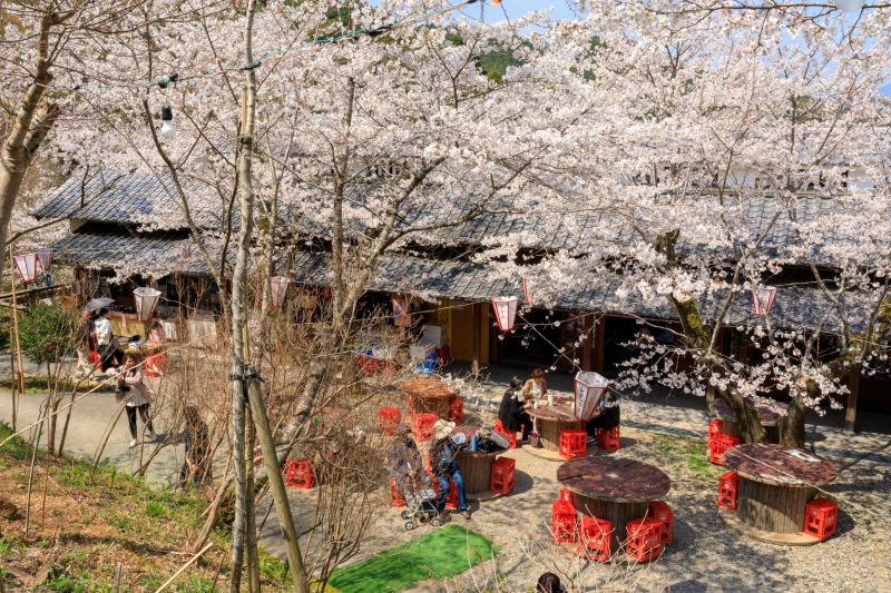 ▲日本知高線為影劇取材熱門地點，晨間劇《爛漫》取景地「牧野公園」。（圖／高知縣國際觀光課提供）