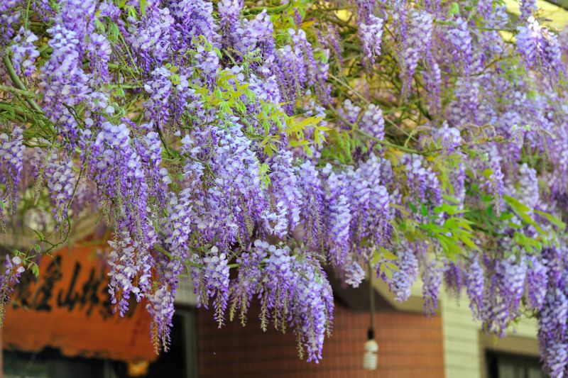 ▲根據瑞里紫藤花季官網顯示，今年花季共有16個場域，各場域花期不一，民眾若有鎖定想去的可先上官網確認喔。（圖／翻攝自瑞里紫藤花季臉書）