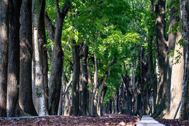 ▲新威森林公園_桃花心木林步道。　圖：茂林國家風景區管理處／提供