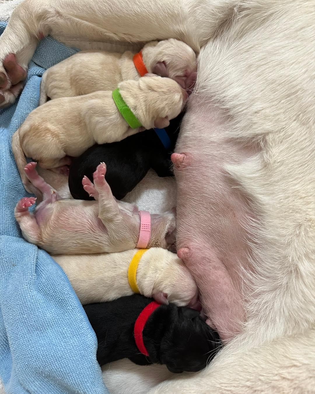 惠光導盲犬學校的導盲種犬近日生下可愛的小可魯，校方強力招募寄養家庭中。（翻攝自惠光導盲犬學校臉書）