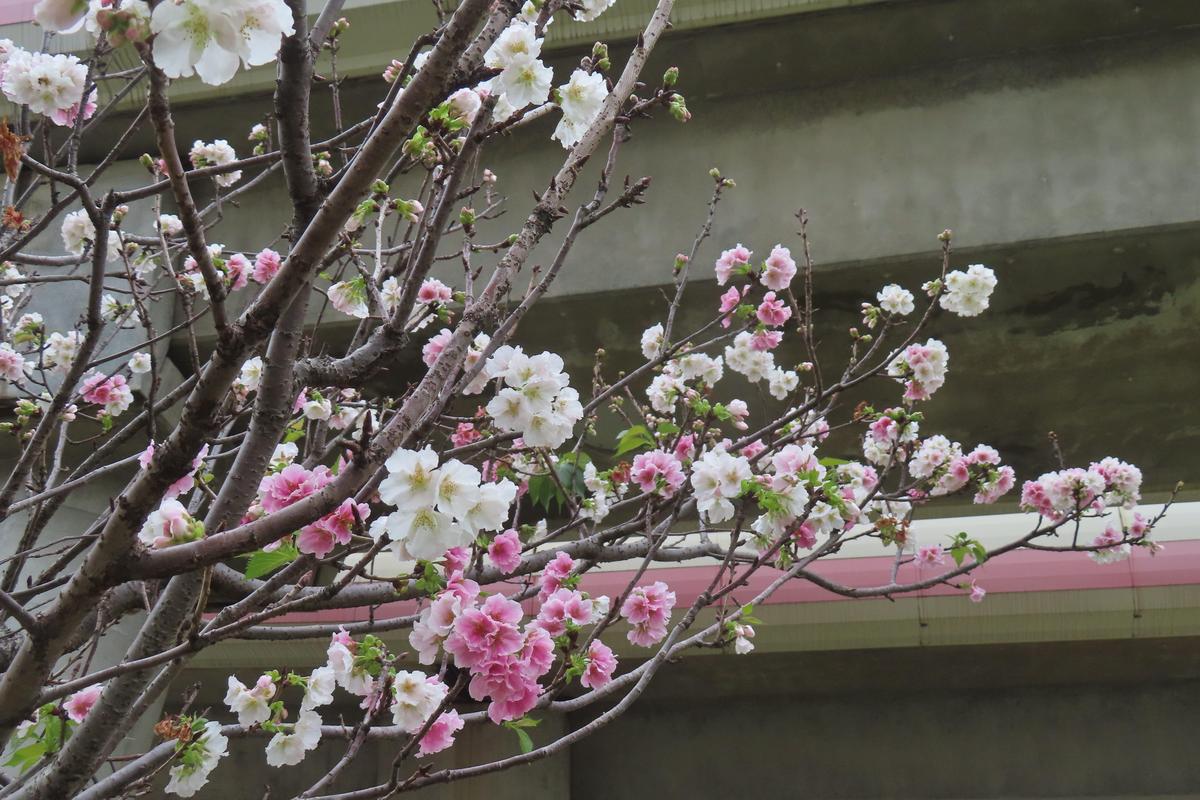 線形公園也有少量墨染櫻。（北市工務局公園路燈工程管理處提供）