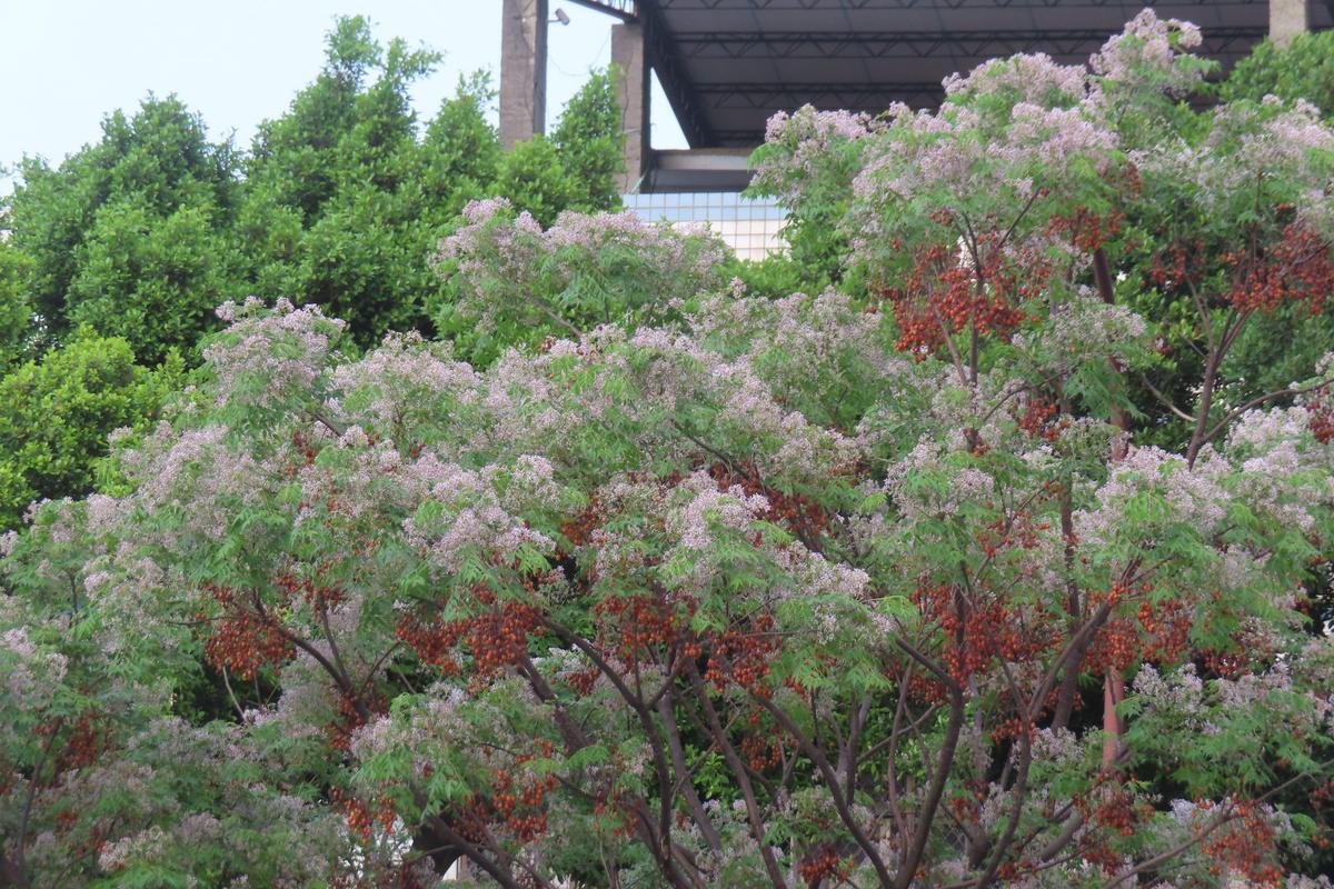 大業路紫楝花果併發。（北市工務局公園路燈工程管理處提供）