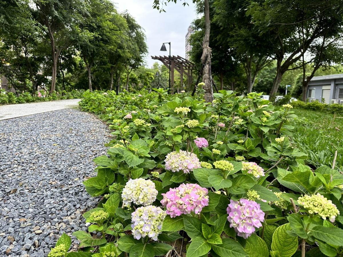 繡球花由一朵朵小花聚集而成，有團聚、圓滿的花語，歡迎大家一起來賞花。（新北水利局提供）