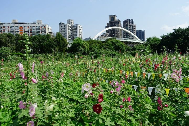 ▲河雙21河濱公園六月中旬可欣賞蜀葵花海。　圖：臺北市政府工務局公園路燈工程管理處／提供