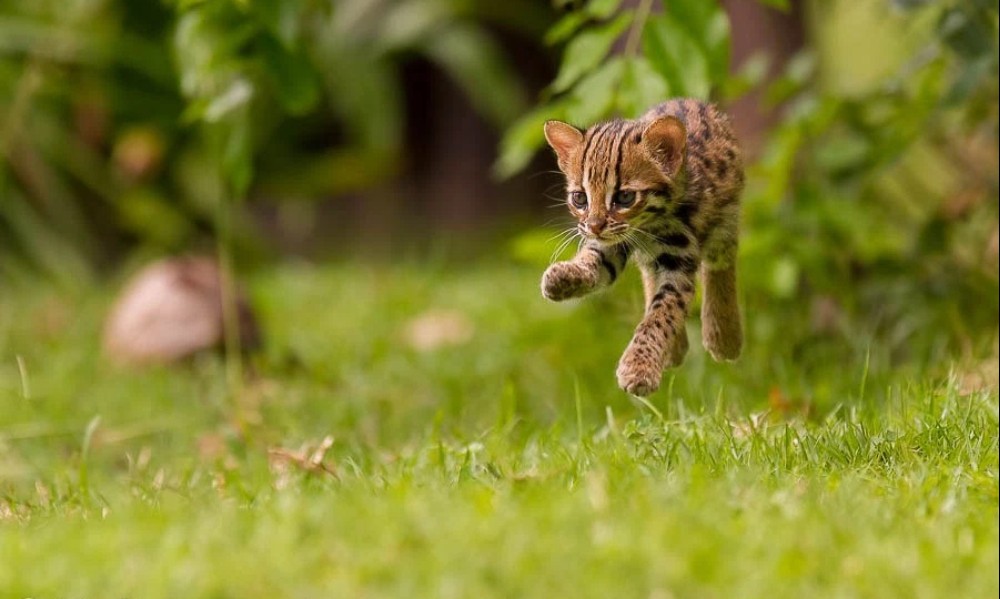 未開封 絶滅危惧団 RESCUTE NO.15 石虎 Leopard cat あみあみ限定特典】絶滅危惧団 RESCUTE NO.15 石虎 - Leopard