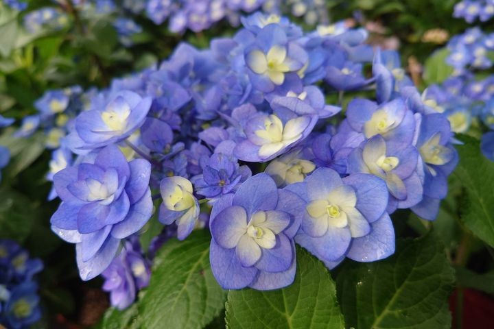 ▲重瓣漸層色的「筑紫之風」繡球花。　圖：臺北市政府工務局公園路燈工程管理處／提供