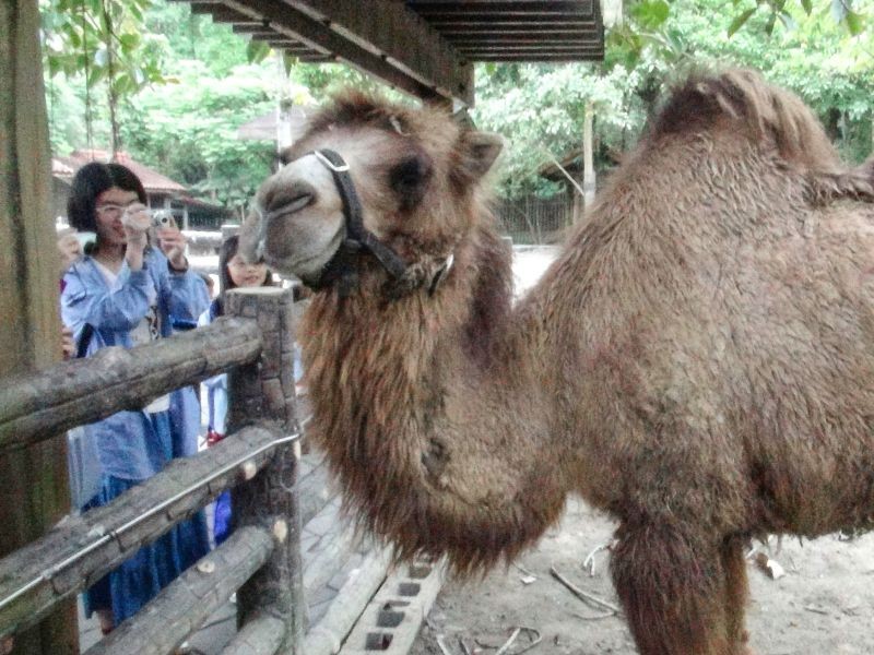 ▲小時候的煙雨在兒童動物區適應良好，經常主動親近遊客。（圖／臺北市立動物園 提供）