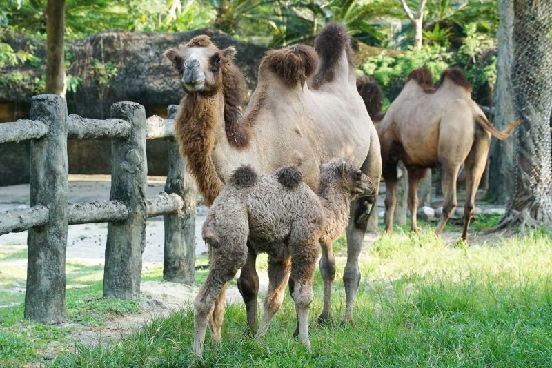 ▲雙峰駱駝為社群性動物。（圖／臺北市立動物園 提供）