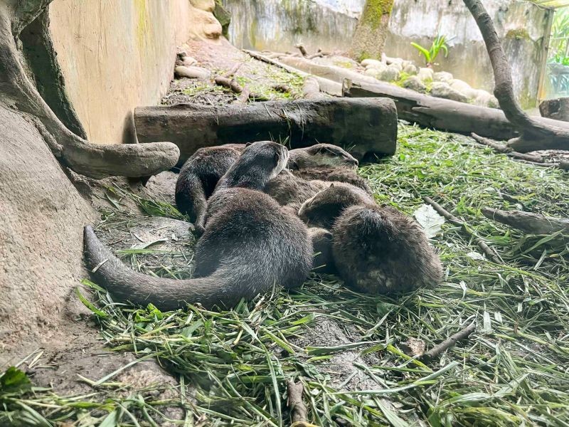 ▲小爪水獺史達奇一家本週正式與遊客見面。（圖／臺北市立動物園授權提供，蔡伊琳攝）