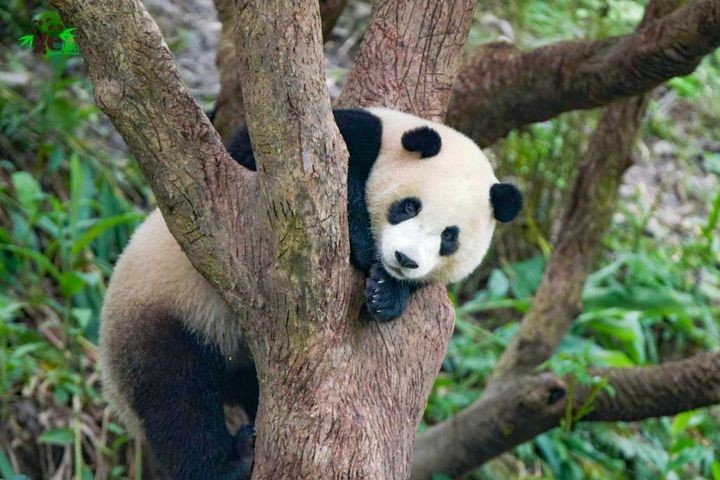 ▲臺北市立動物園。　圖：臺北市政府觀光傳播局／提供