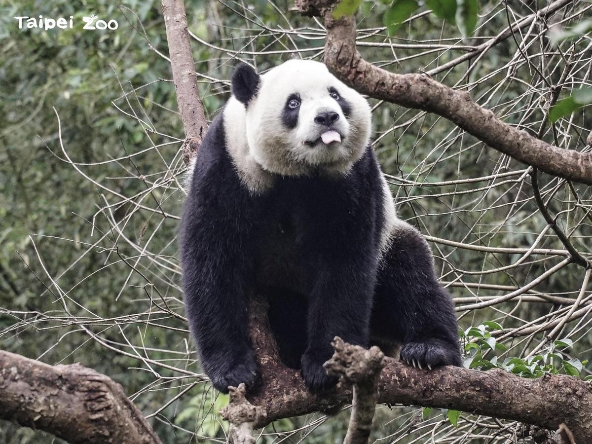 即將滿3歲的圓寶頭好壯壯。（台北市立動物園提供）