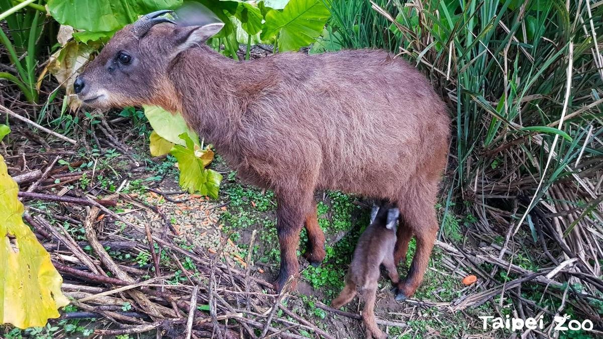 山羊寶寶薇寶喝奶中。（台北市立動物園提供）