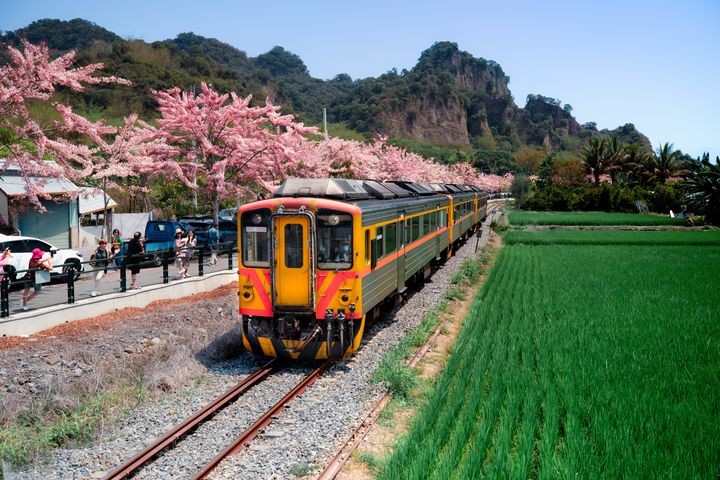 ▲彰化二水的花旗木步道每年3到4月是賞花期，與集集小火車同框照是著名美景。　圖：參山處／提供