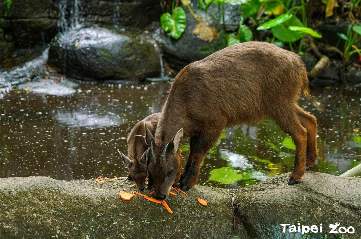 山羊寶寶薇寶學習媽媽的樣子。（台北市立動物園提供）