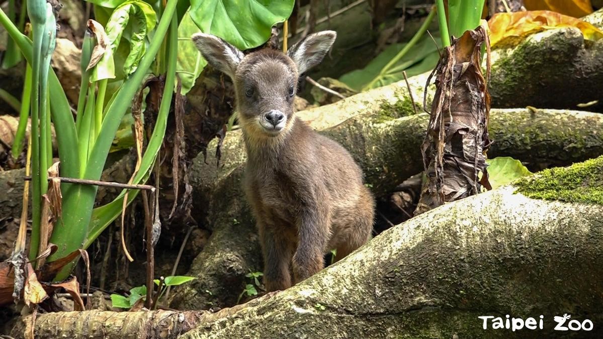 山羊寶寶薇寶探索新世界。（台北市立動物園提供）