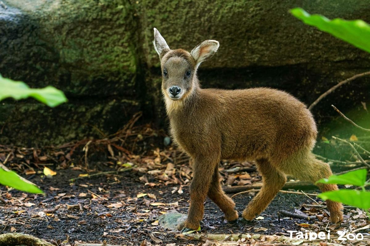 台灣野山羊薇寶滿月了。（台北市立動物園提供）