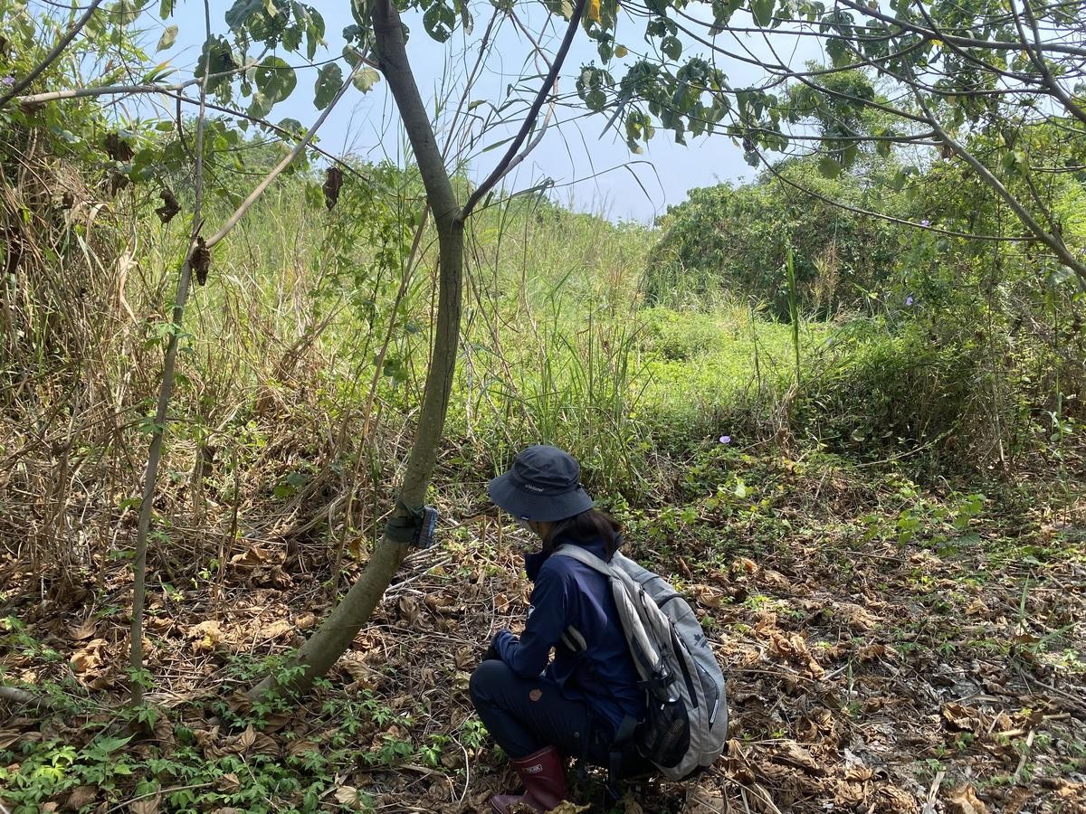 研究人員在高灘地設置自動相機，以此監測野生動物的活動。（林業署提供）