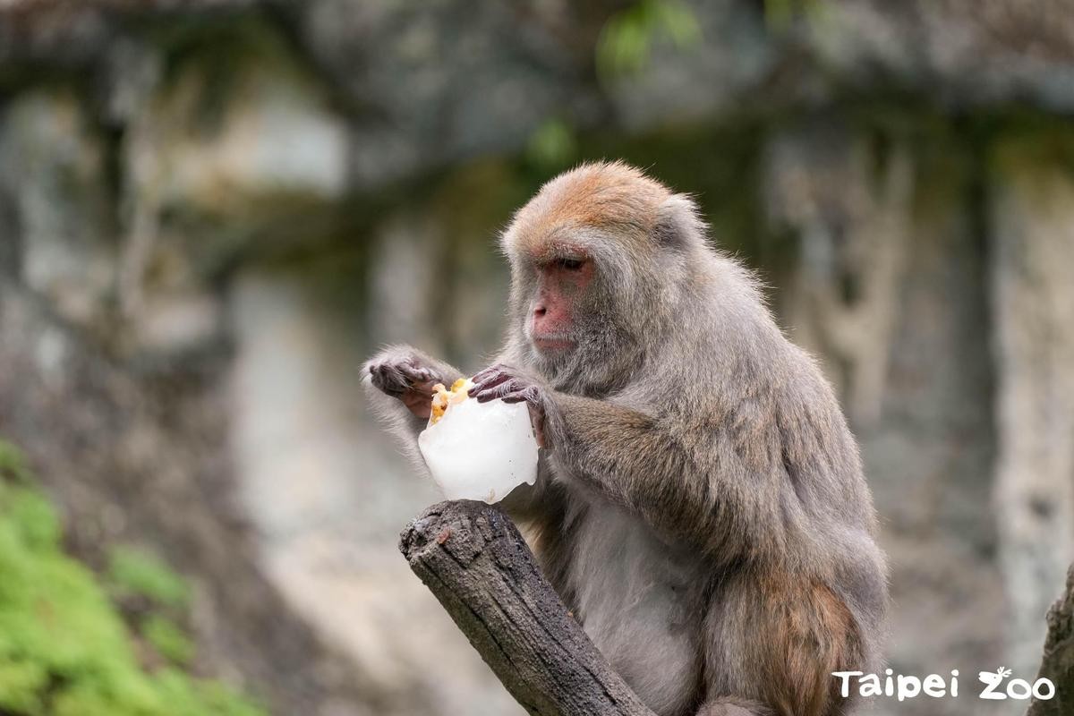 吸睛的水果冰品是夏季兼顧動物行為與食材豐富化的最佳產品。（台北市立動物園提供）