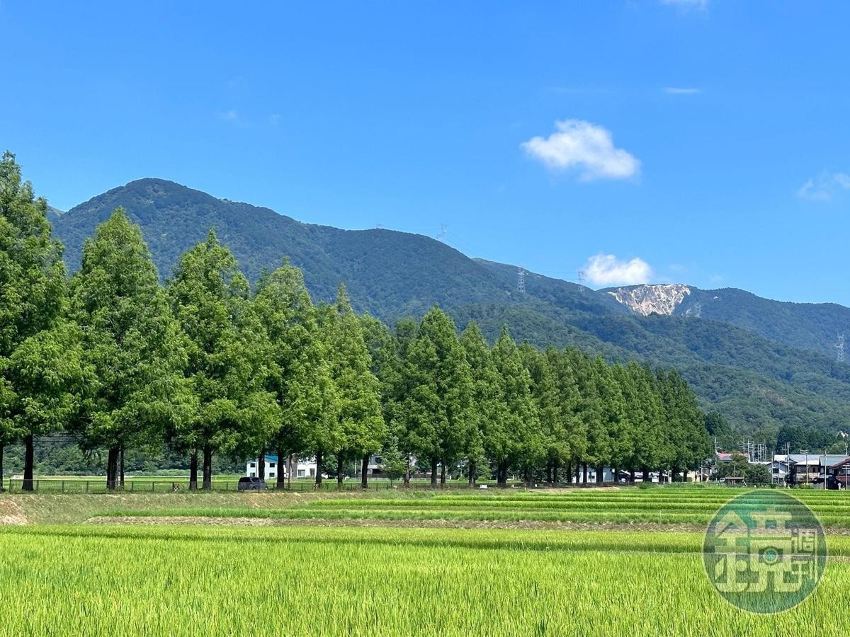 「水杉林蔭大道」美景被評選為「新日本街路樹百景」及「日本紅葉名勝 100選」。