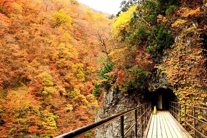 ▲走在步道可一探楓林如火的醉人色彩與釉綠色的川流。　圖：JR TIMES／提供