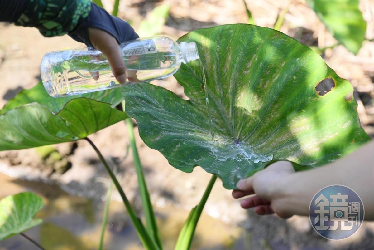 生於全台中低海拔山林的多年生草本植物「姑婆芋」。