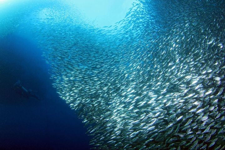 ▲《國家地理雜誌》驚艷推薦墨寶獨特海下奇景「沙丁魚風暴」。　圖：菲律賓觀光部／提供