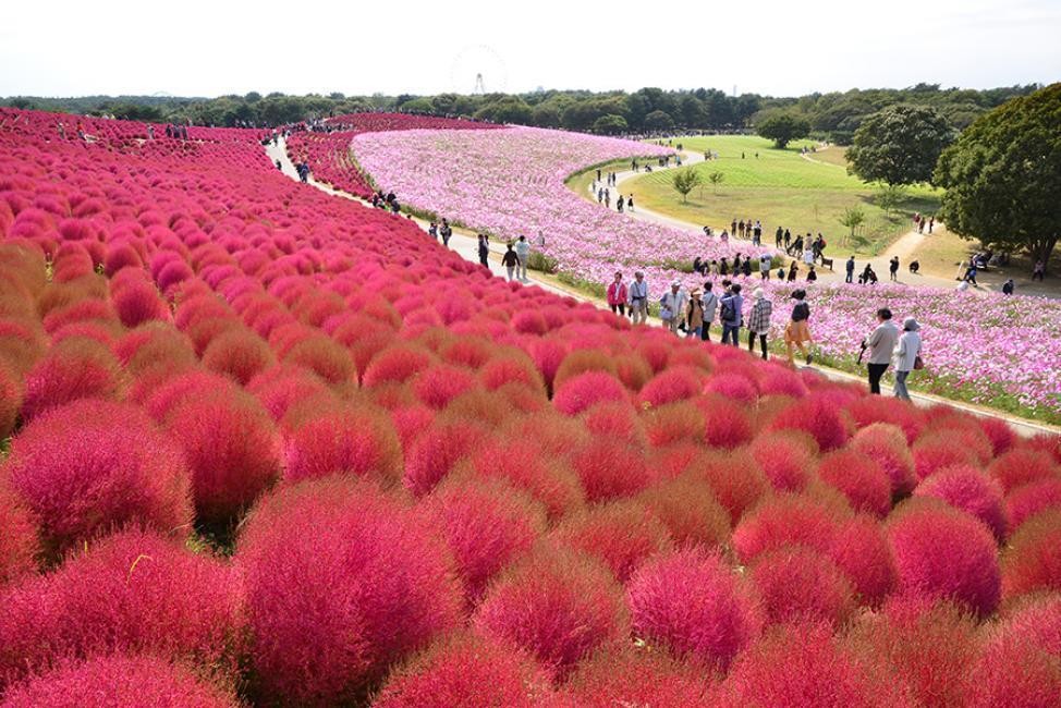 「茨城賞花購物一日遊」先到國營常陸海濱公園欣賞掃帚草美景，再到OUTLETS血拼。（KKday提供）