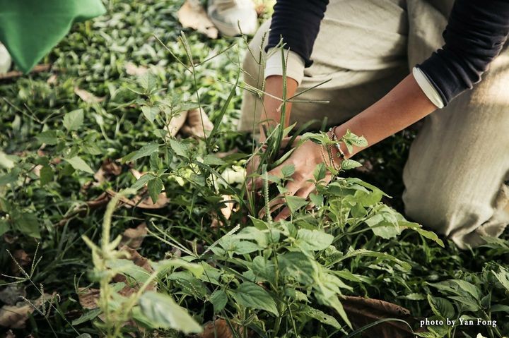 ▲由當代採集團體帶領遊客走進微笑山線，透過雜草採集認識這片土地，並且享受新北家山的美好。　圖：新北市觀光旅遊局／提供