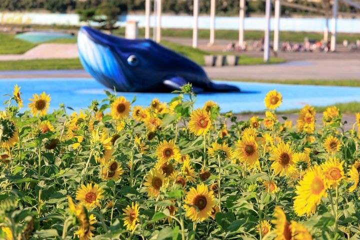 ▲大佳河濱公園向日葵花海，預計於10月底登場。　圖：臺北市政府工務局／提供