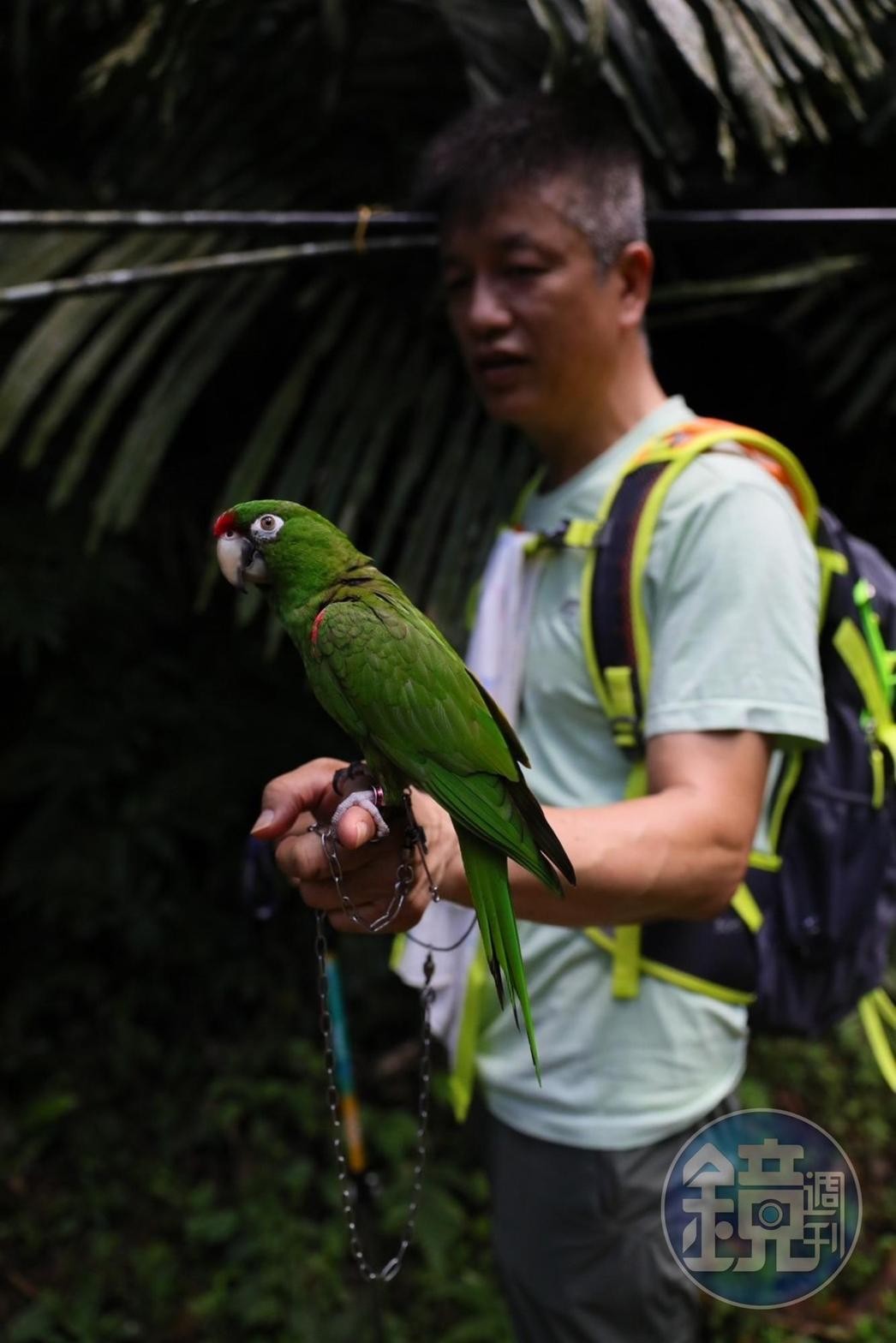 遇見帶著寵物鸚鵡的登山客，鸚鵡還熱情跟我們說早安。 