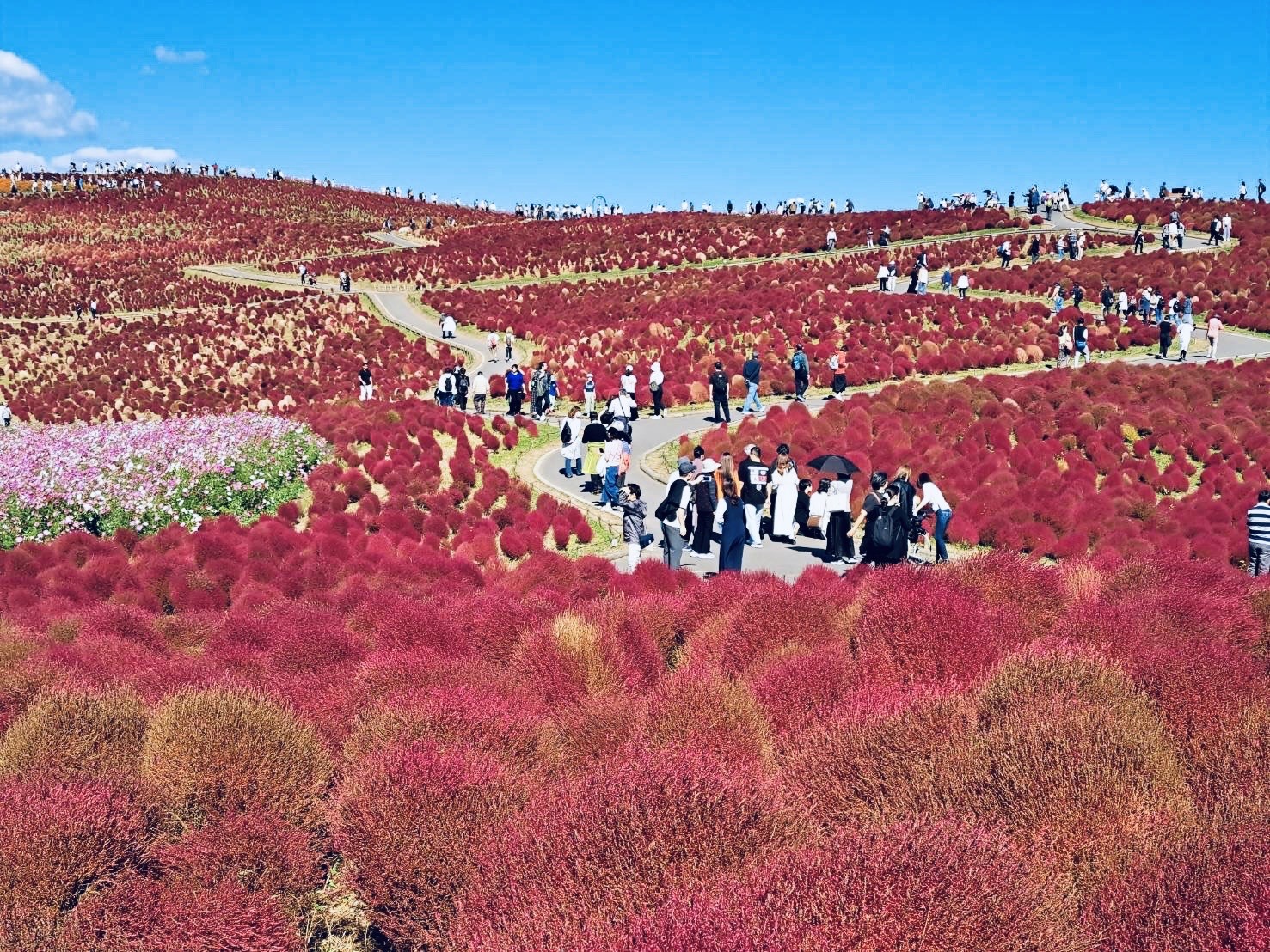 茨城縣常陸海濱公園有秋季起始代表的波坡草，又稱掃帚草，火紅迎秋。（世邦旅遊提供）