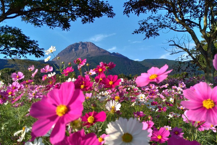 島原市 島原火張山花公園